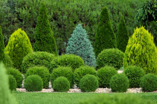 Cost of Bush Trimming Service in Layton