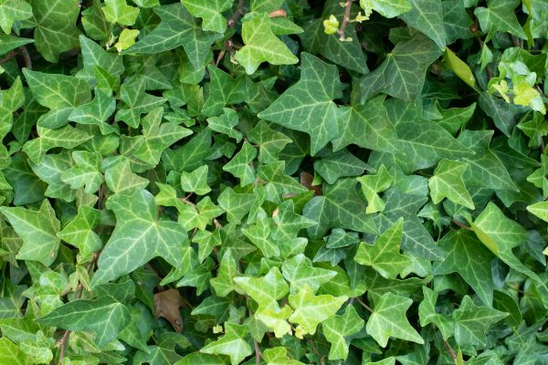 Cost of English Ivy Removal in Layton