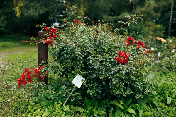Cost of Rose Bush Removal in Layton