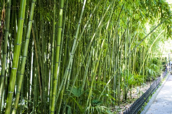 Cost of Bamboo Root Removal in Layton
