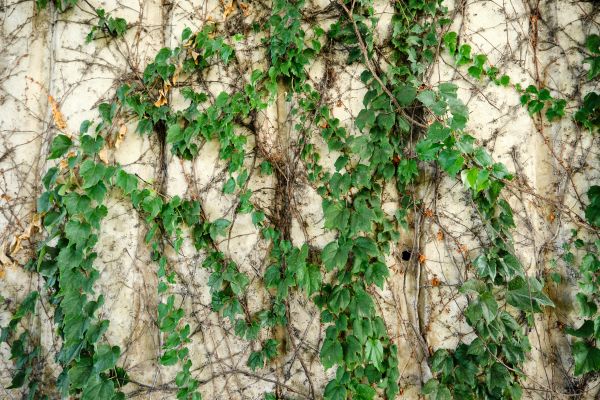 Cost of Vine Removal Service in Layton