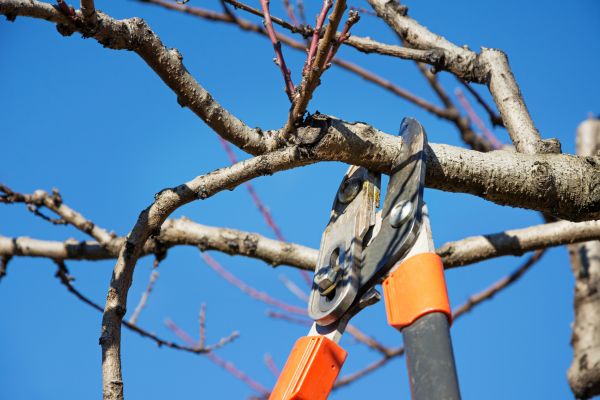 Selective Pruning in Layton