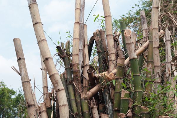Bamboo Eradication