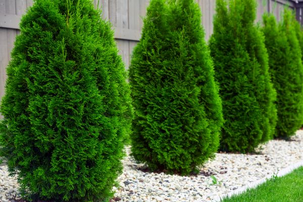 Arborvitae Pruning