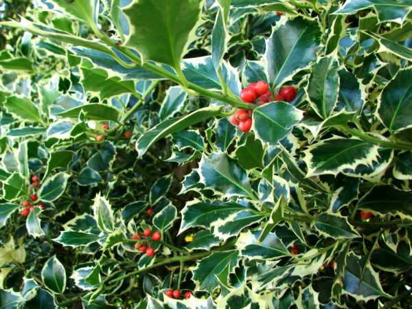 Cost of Holly Bushes Trimming in Layton