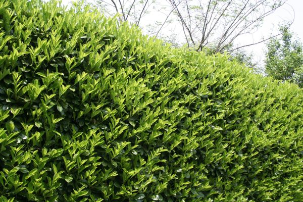 Cost of Laurel Shrub Removal in Layton
