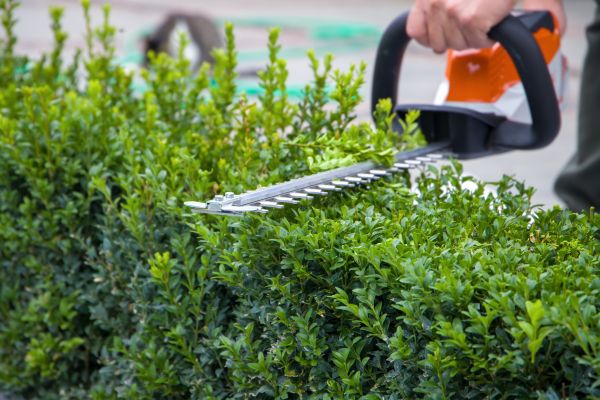 Evergreen Hedge Trimming in Layton