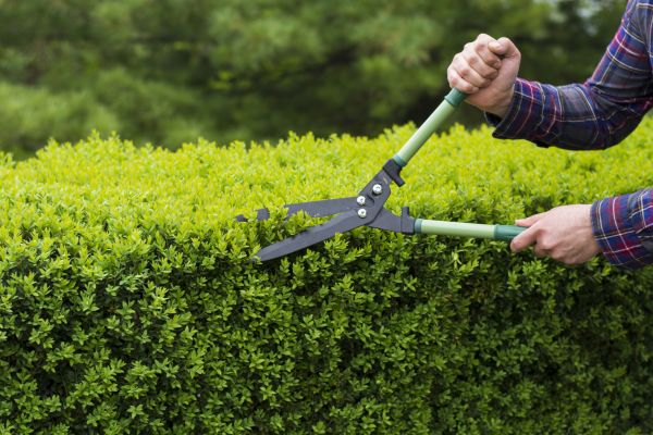 Cost of Evergreen Shrub Pruning in Layton