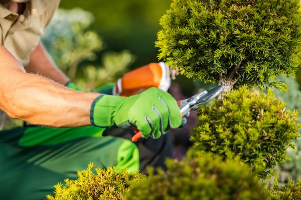 Landscape Pruning Service in Layton