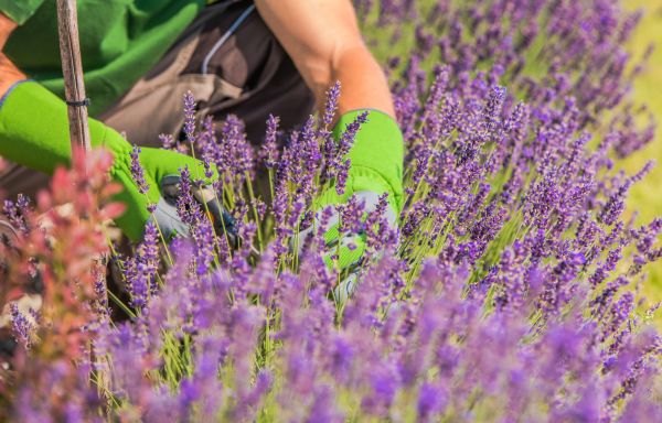 Lavender Trimming