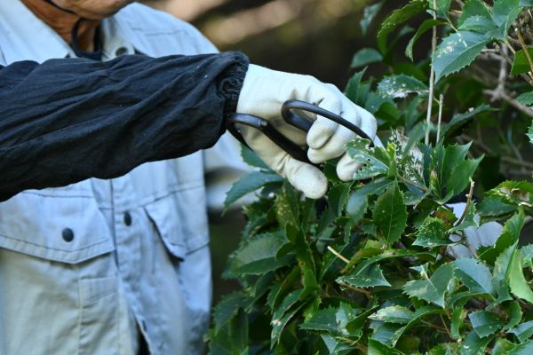 Holly Pruning in Layton