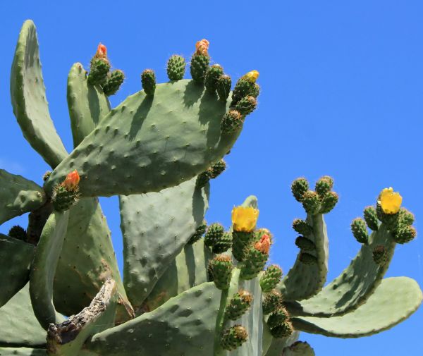 Cost of Cactus Removal in Layton