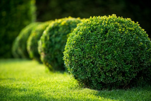 Cost of Boxwood Shaping in Layton