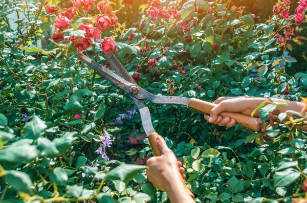 Knockout Roses Pruning in Layton