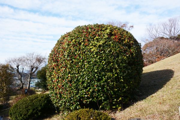 Cost of Holly Shrub Pruning in Layton