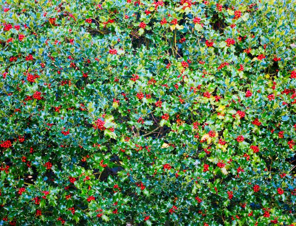 Cost of Holly Bush Removal in Layton