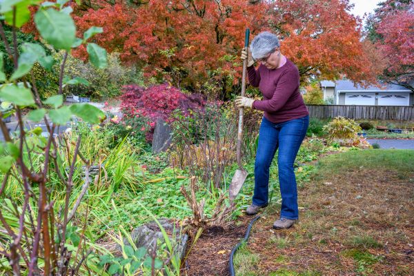 Dead Bush Removal in Layton
