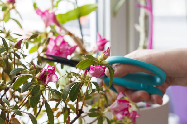 Azalea Pruning in Layton