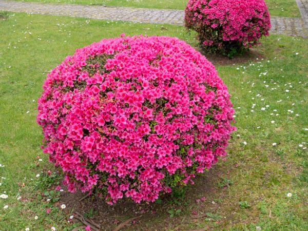 Cost of Rhododendron Pruning in Layton