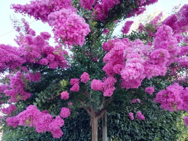 Cost of Crape Myrtle Pruning in Layton