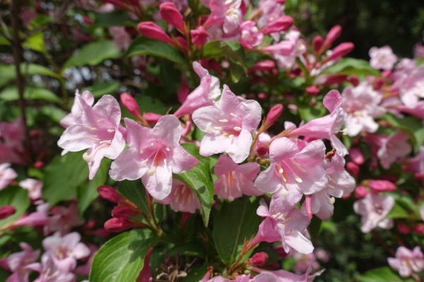 Cost of Weigela Pruning Service in Layton