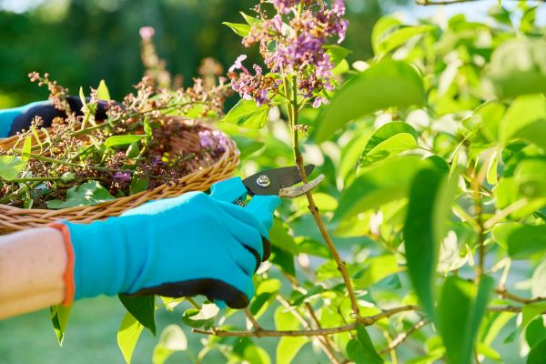 Cost of Lilac Trimming Service in Layton