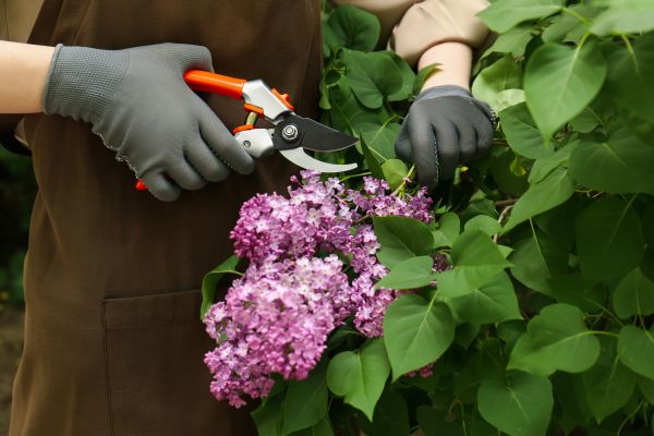 Cost of Lilac Pruning Service in Layton