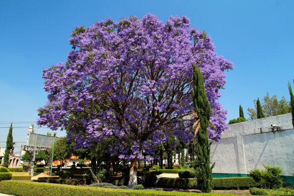 Jacaranda Pruning in Layton
