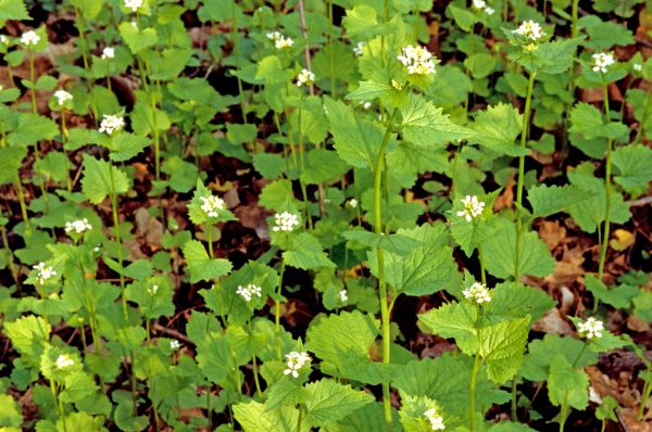 Garlic Mustard Removal in Layton