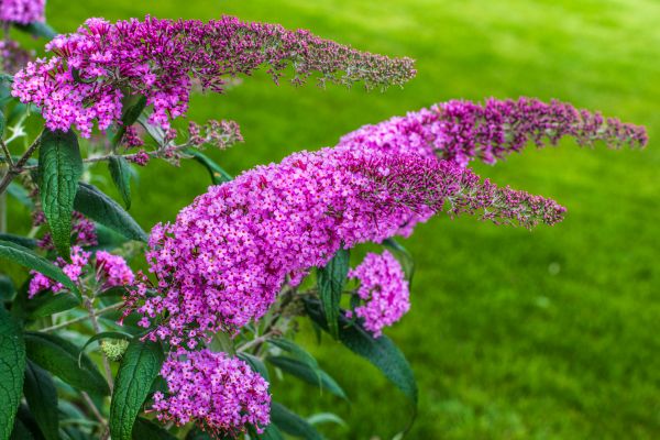 Butterfly Bush Removal in Layton