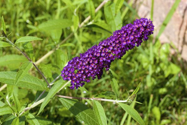 Butterfly Bush Pruning in Layton