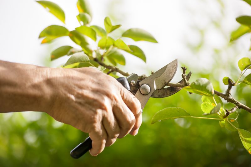 Juniper Shrub Pruning