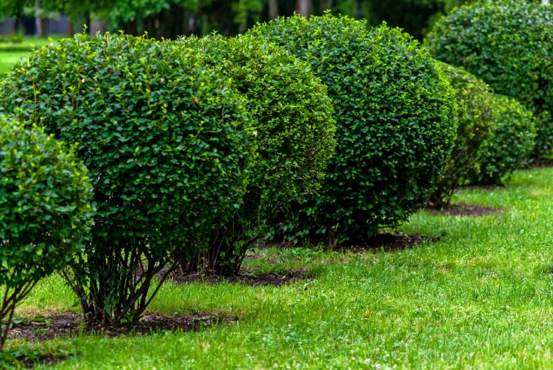Trimmed Shrubs in a Garden